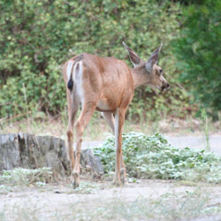 Mule Deer